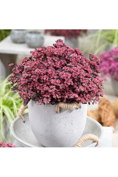 Очиток SunSparkler®